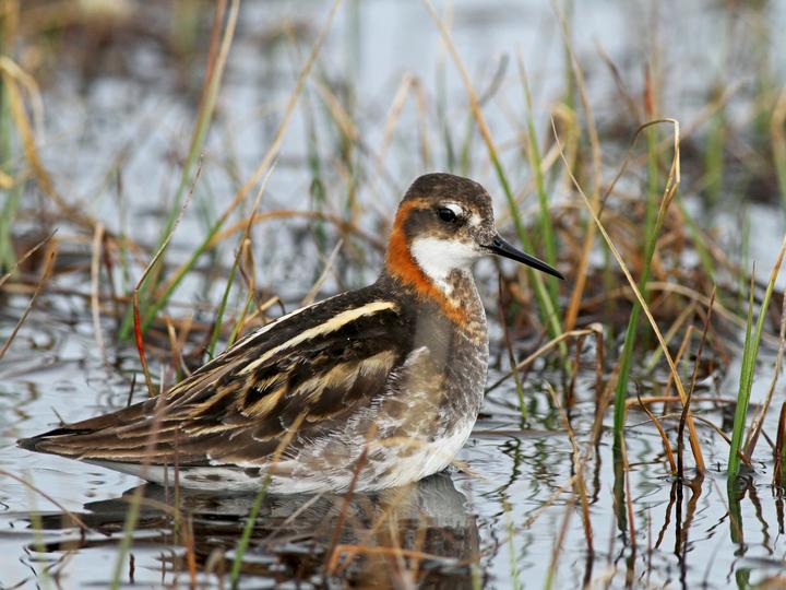 Red-necked Phalarope