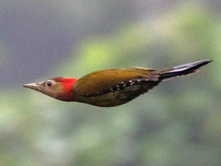 Red-collared Woodpecker