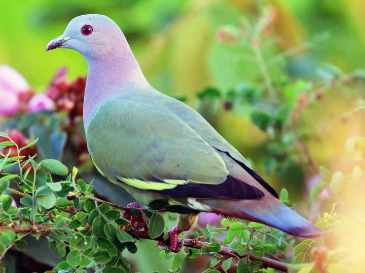 Pink-necked Green Pigeon