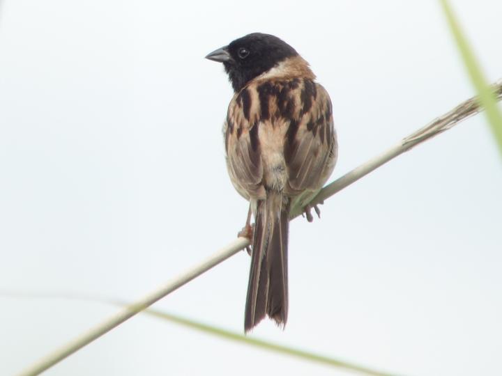 Ochre-rumped Bunting