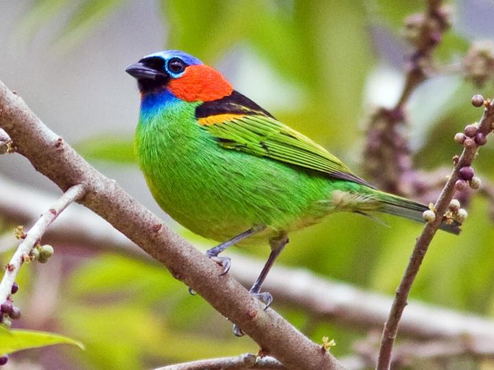 Red-necked Tanager
