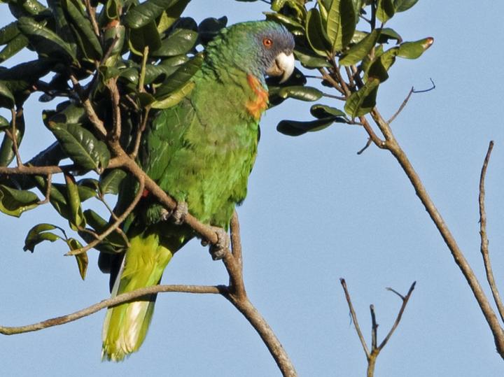 Red-necked Amazon