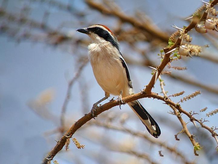 Red-naped Bushshrike