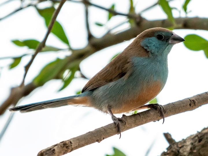 Red-cheeked Cordon-bleu