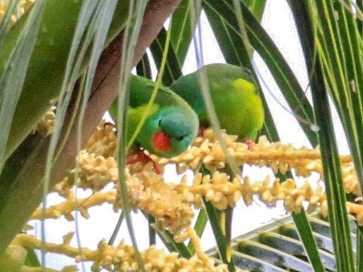 Red-chinned Lorikeet