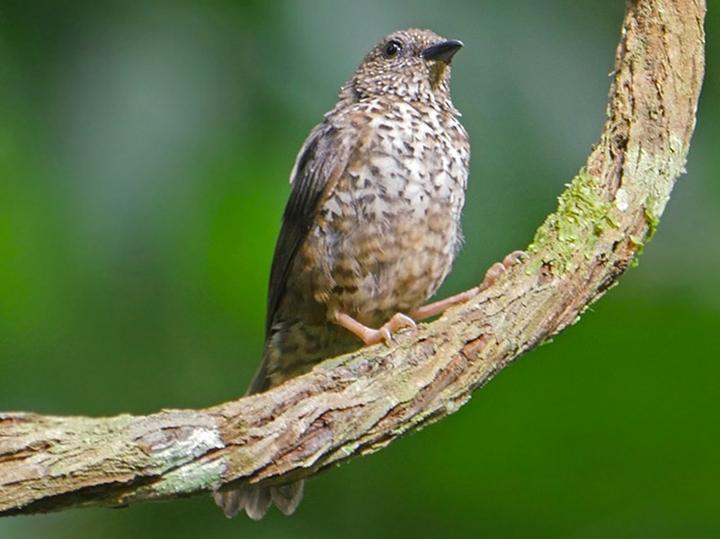 Red-fronted Antpecker