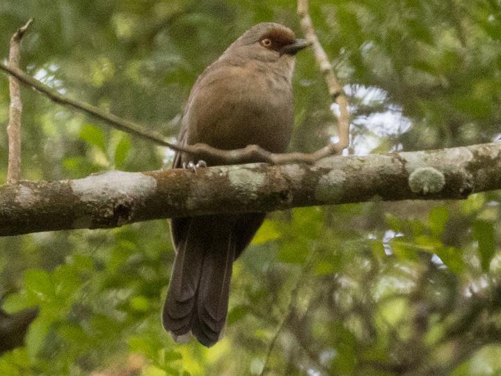 Rufous-fronted Laughingthrush