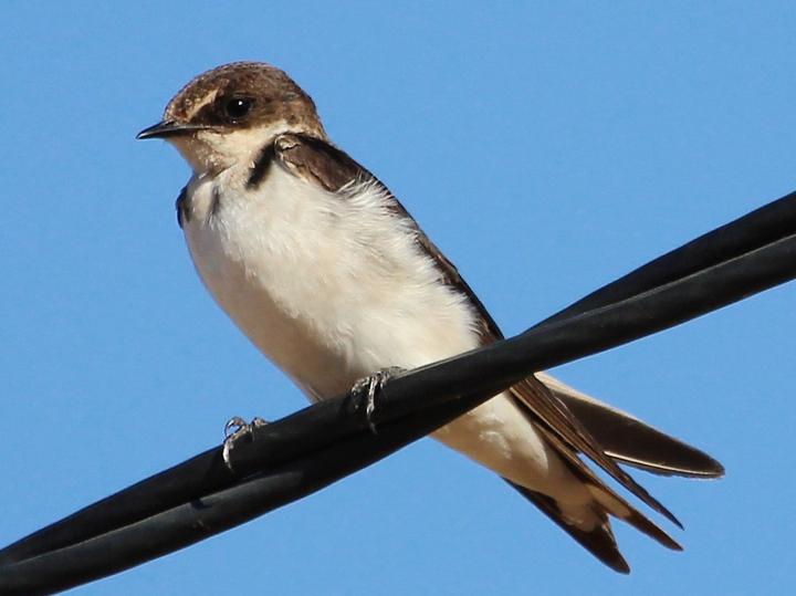 Ethiopian Swallow