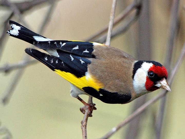 European Goldfinch