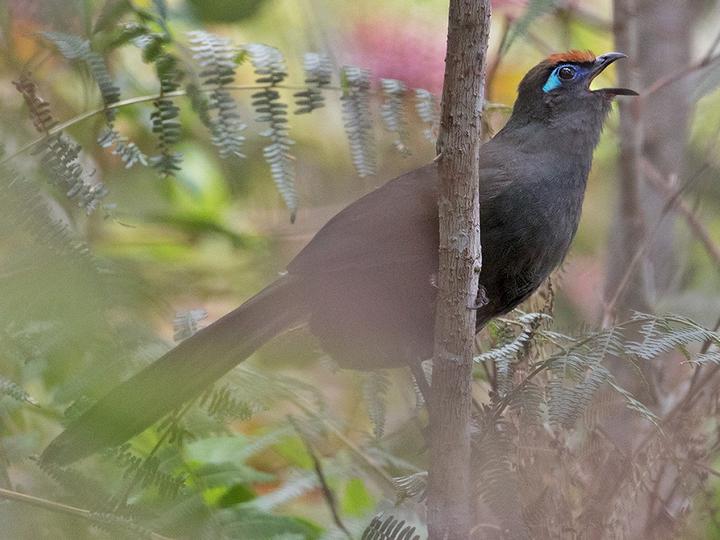 Red-fronted Coua