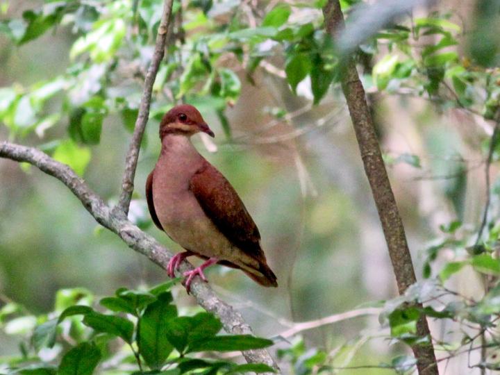 Ruddy Quail-Dove