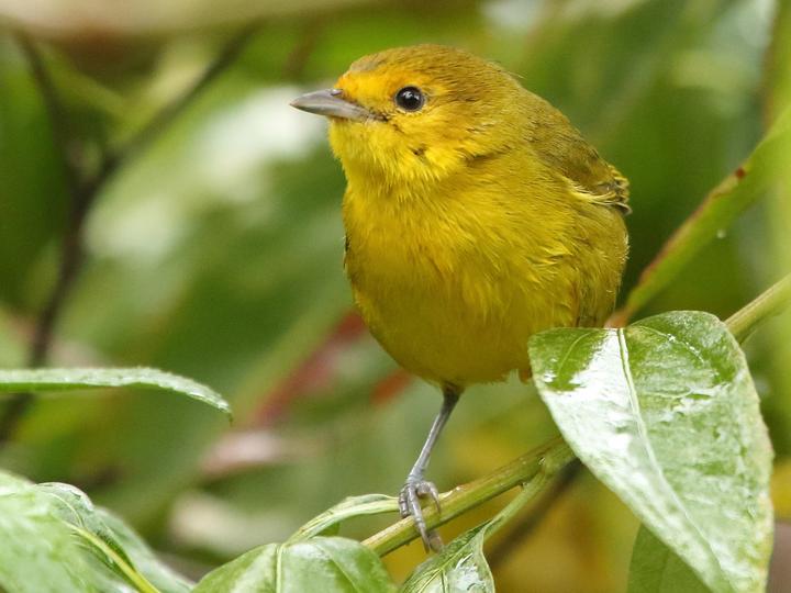 Rust-and-yellow Tanager