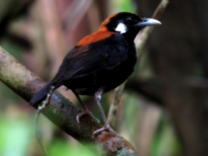 Red-and-black Thrush