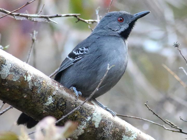 Slender Antbird
