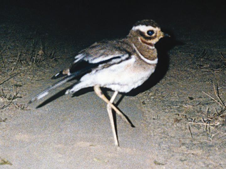 Jerdon's Courser