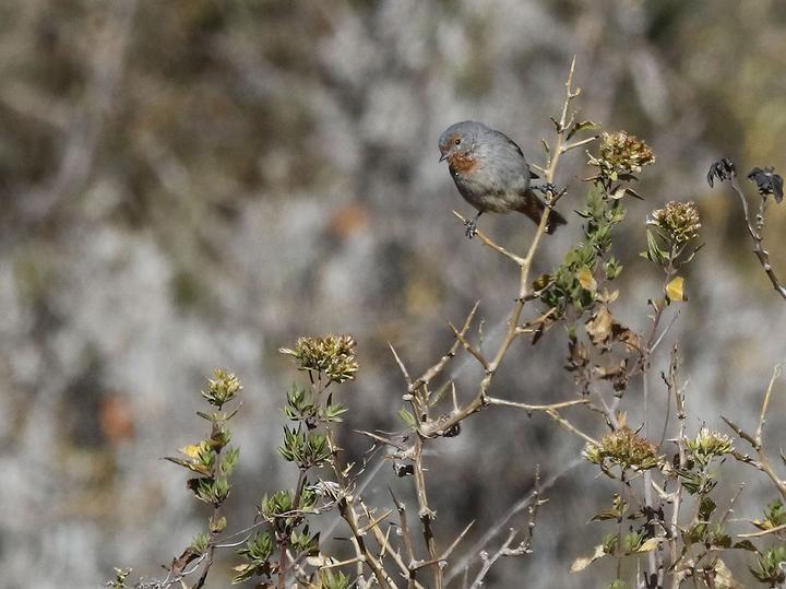 Tamarugo Conebill