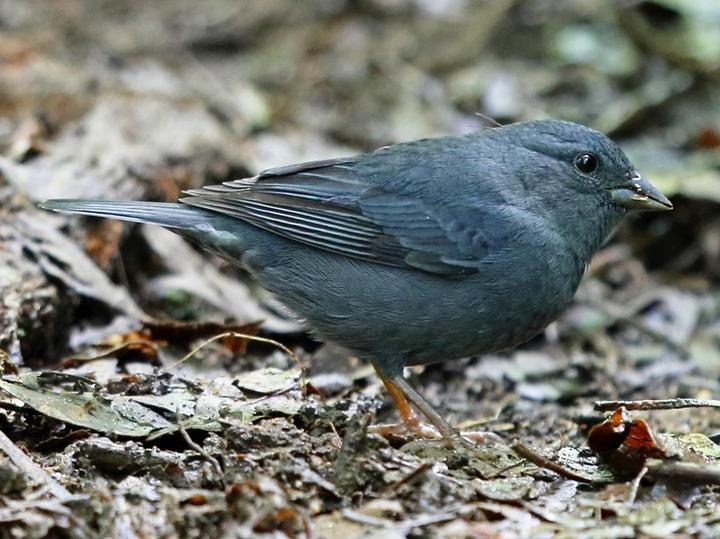 Uniform Finch