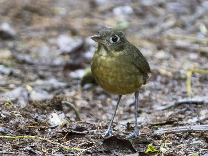 Plain-backed Antpitta