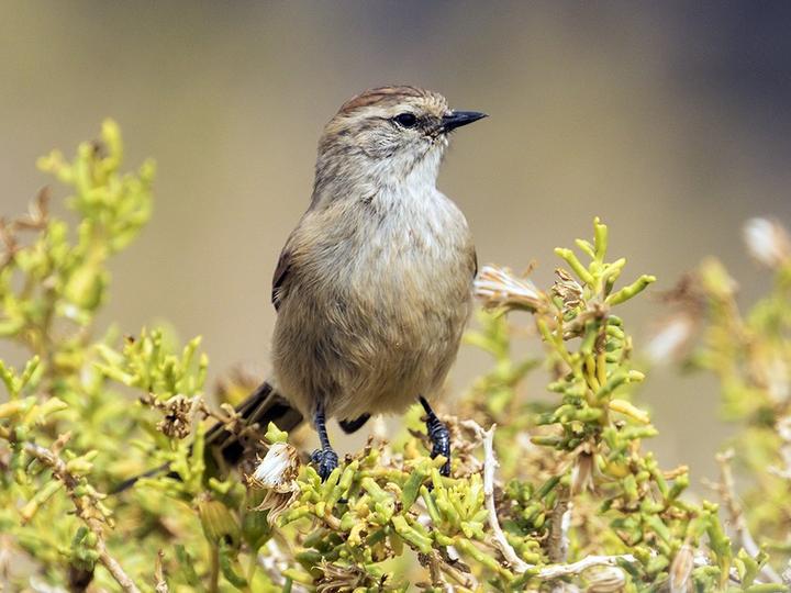Plain-mantled Tit-Spinetail