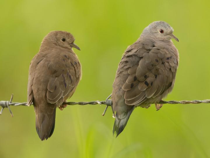 Plain-breasted Ground Dove