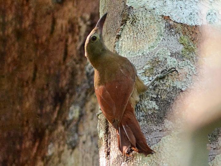 Uniform Woodcreeper