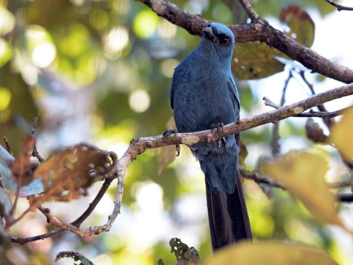 Unicolored Jay