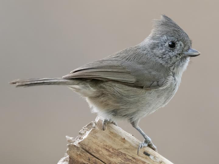Oak Titmouse