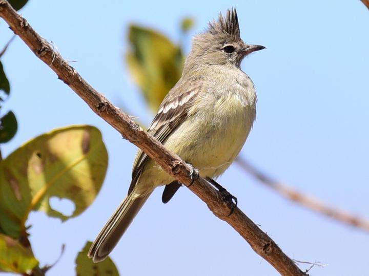 Plain-crested Elaenia