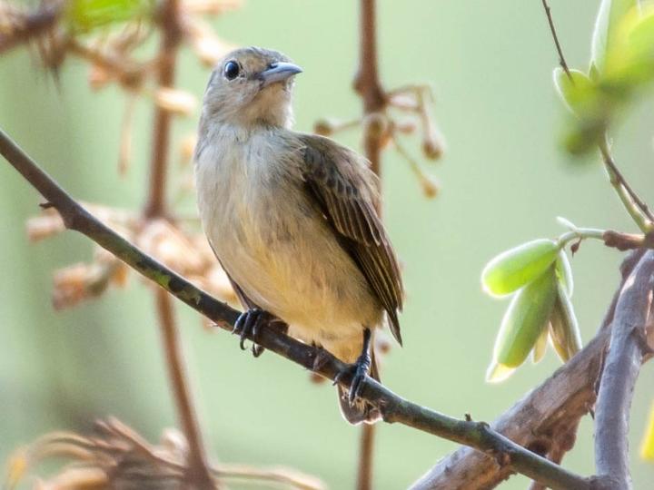 Plain Flowerpecker