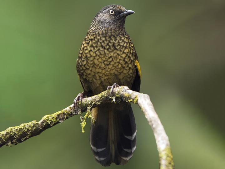 Scaly Laughingthrush