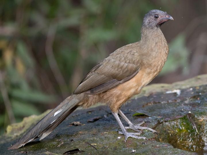 Plain Chachalaca