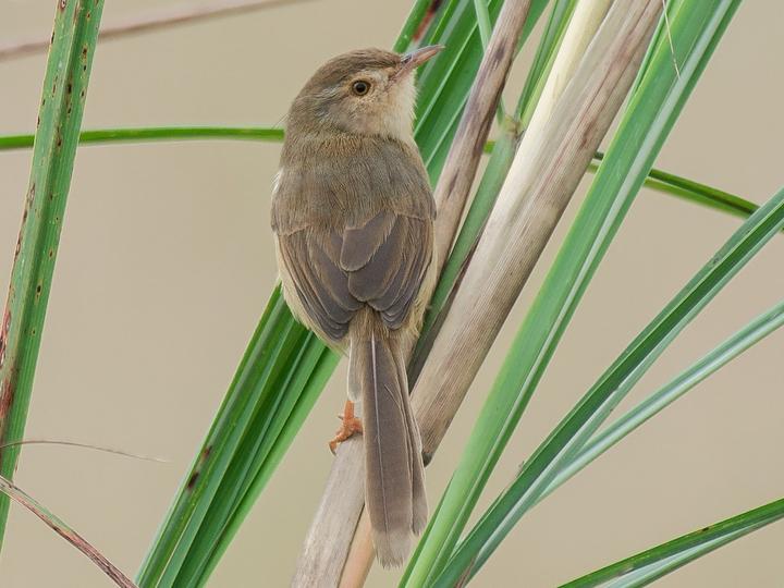 Plain Prinia