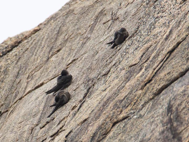 Dusky Crag Martin