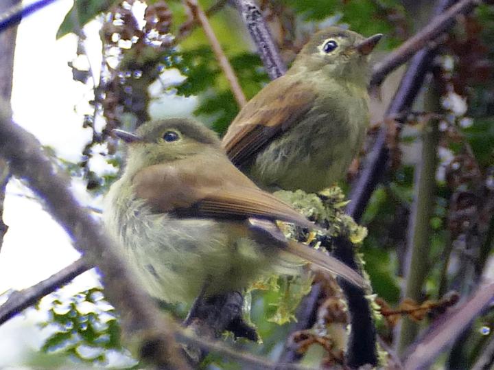 Unadorned Flycatcher
