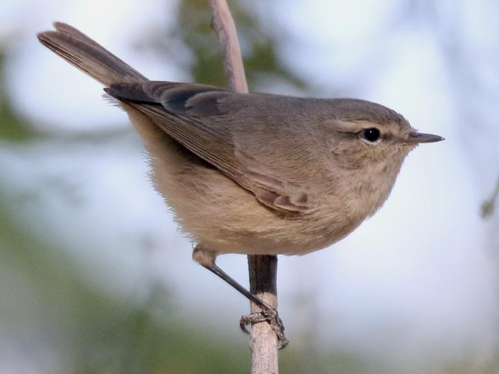 Plain Leaf Warbler