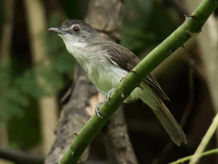 Sooty-capped Babbler