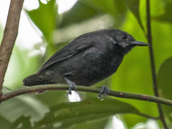 Plain-winged Antwren
