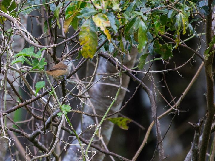 Cabanis's Wren