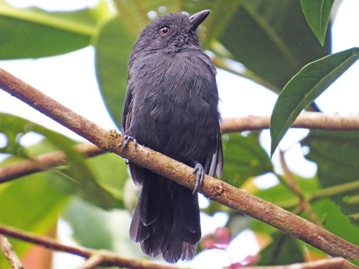 Uniform Antshrike