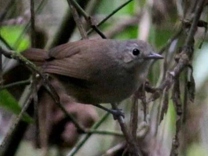 Unicolored Antwren