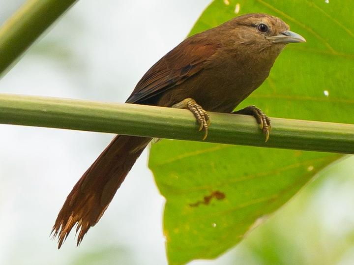 Plain Softtail