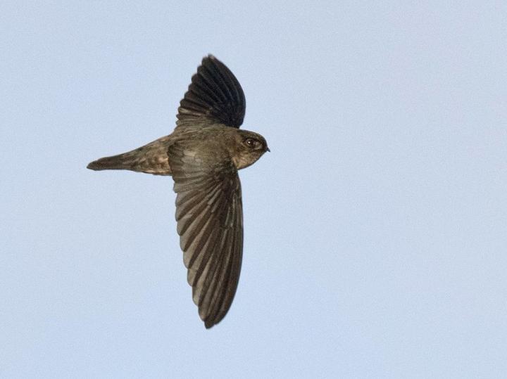 Uniform Swiftlet