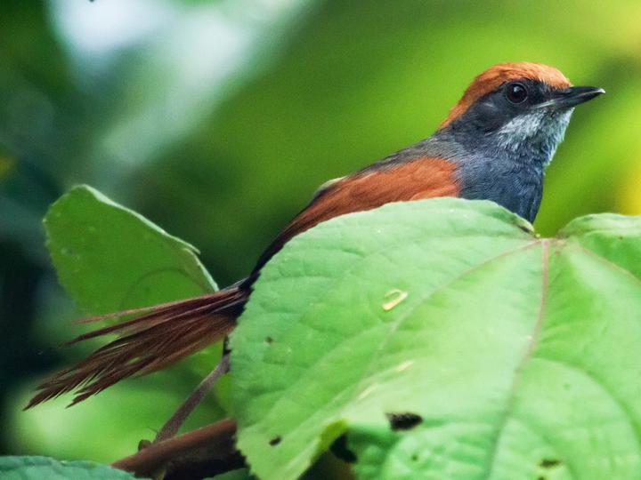 Pinto's Spinetail