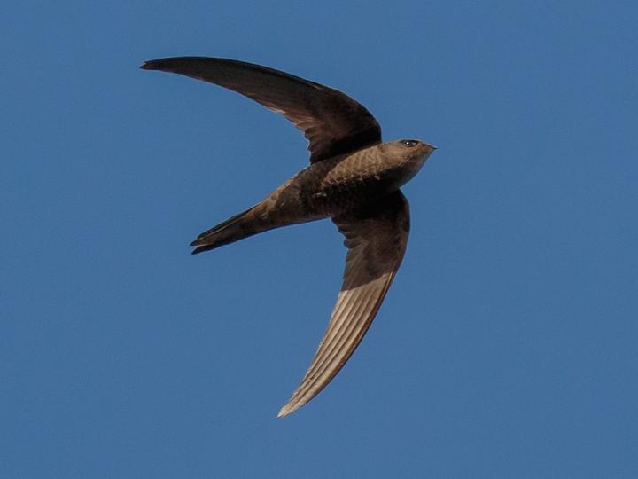 Plain Swift