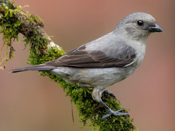 Plain-colored Tanager