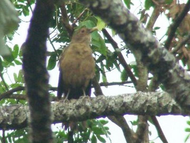 Unicolored Thrush