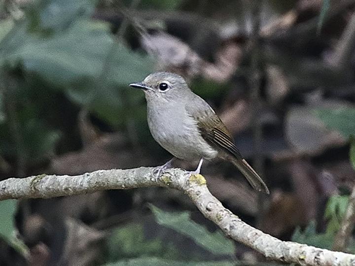 Pale Blue Flycatcher
