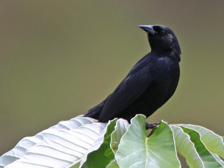 Unicolored Blackbird