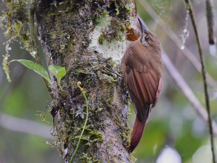 Plain-brown Woodcreeper