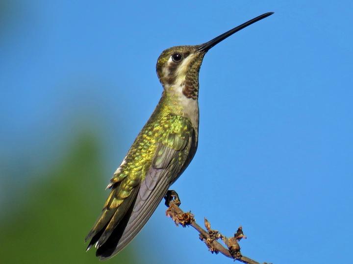 Plain-capped Starthroat